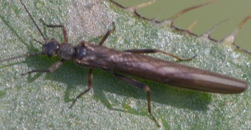 Leuctra sp.